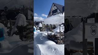 Jpow! ❄️ #japan #powder #snow