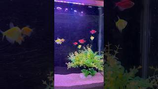 ANGLE FISH AND NEON COLER FISH #fish #aquarium