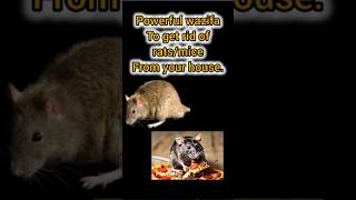 Powerful wazifa to get rid of rats/mice from your home.#powerfulduas #rat #mice#shortsfeed