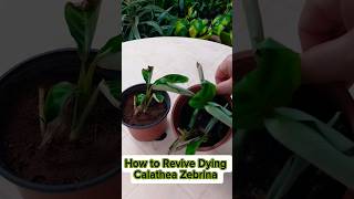 How to Save a Dying Calathea #shorts #beauty #calathea #beauty #indoorplants #houseplants