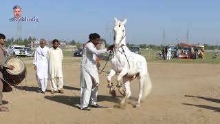 Amazing Horse dance in pakistan 2019 No 19