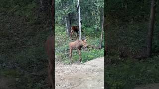 Alaskan wildlife right outside our window 👏 #Moose #Alaska #Wildlife #Babymoose #Аляска #Лоси #Ура