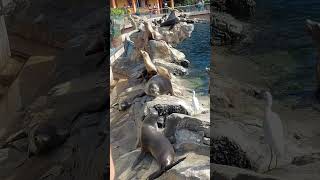 Playful Sea Lions