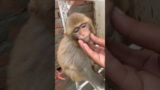 jimmy monkey 🐒🐒|SW Pet House #shorts