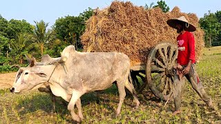 Bullock Cart heavy load mud ride in stuck // Bullock cart // Bullock cart videos