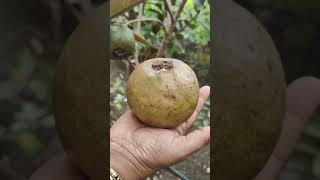 Super fruit with more Fibre | Speciality of Pink Thai Guava | Nature's Box