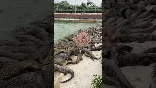 Young adult Crocodiles Pond Feeding