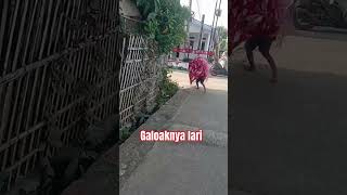 Galoak Lucu Lari Takut Kamera