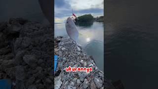 STRIKE IKAN GANAS DI TENGAH LAUTAN 😭‼️#shortvideo #viralvideos #shorts #130 #kakjeff