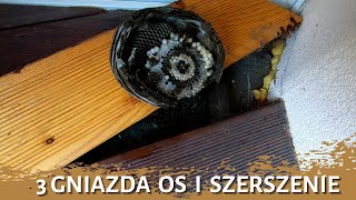 3 gniazda os i szerszenie - usuwanie gniazda - likwidacja gniazda - gniazdo szerszeni