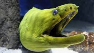 BIGGEST MoRay EEL Catch & Release #shorts