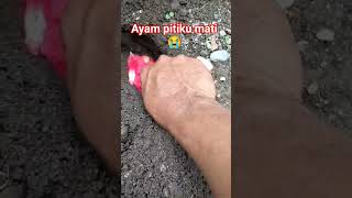 ayam pitiku mati dan dikubur. #shorts #viral #ayam