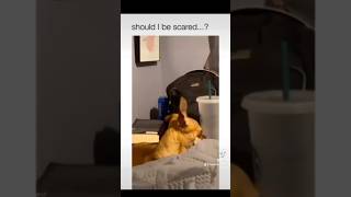 Another funny dog compilation for your enjoyment 😂😄                     #dog #foryou #funny #viral