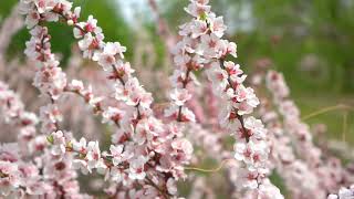 Most Beautiful Cherry Blossom in the World   Free Stock Footage