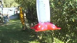 Humming Bird Latour Sonatina