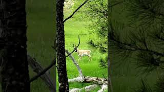 Pronghorn Buck