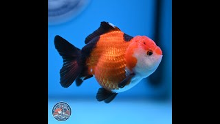 Tricolor Oranda 3.5-4 inches (241004_OR15)