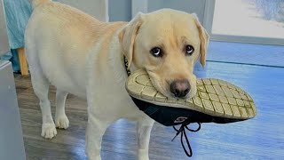 Try Not To Laugh Dogs And Cats 😁 - Best Funniest Animals Video 2024 - Part 74