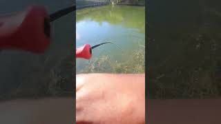 Pesca de orilla con lombriz