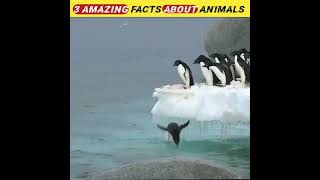 3 amazing facts about animals in hindi #youtubeshorts #facts #factshorts #subscribe #shorts #shorts