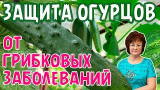 ЗАЩИТА ОГУРЦОВ ОТ ГРИБКОВЫХ ЗАБОЛЕВАНИЙ.