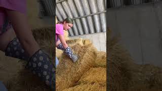 Joci’ first time hauling hay. #sheep #farming #haybale #animals #howto  #photography