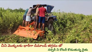 చీని మొక్కలకు భారీగా డిమాండ్ తగ్గడం తో నర్సరీ ని రోటరీ కొడుతున్న రైతు #farming #citrus #battaimokal