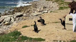 Recovered Cormorants Reunite With the California Coast