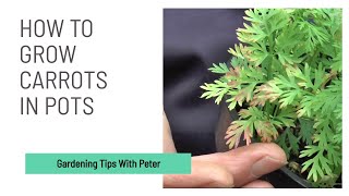 How to Grow Carrots in Pots | Garden Ideas | Peter Seabrook