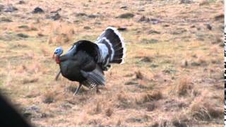 goulds turkey hot shot 1, erwins outdoors, yecora sonora mexico