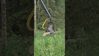 Repairing a tree