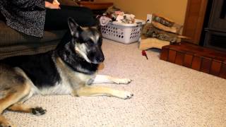 Puppy Attacks German Shepherd