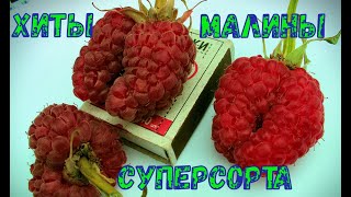 Малина ХИТЫ  Суперсорта  Лучшая летняя, ремонтантная