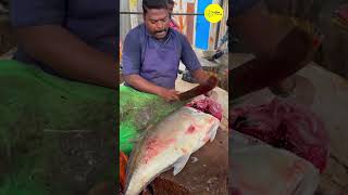 KASIMEDU SPEED SELVAM TREVALLY FISH CUTTING VIDEO / cutting focus #kasimeduselvam #bigfishcutting