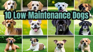 10 Low-Maintenance Dog Breeds for Busy Owners | Dog Breeds 2023 | Super Pet Hub