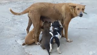 Mother dog is feeding the puppies