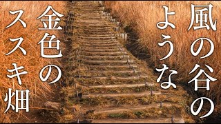 【清浄の地】まるでナウシカに出てくる黄金のススキ畑