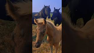 Morgan horse family Portrait 🩶🖤🩶