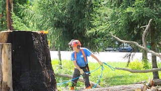 Biggest Tree They Ever Cut Down ~ This is Why You Wear a Helmet & Face Guard!