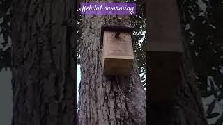 Malaysia Stingless bee swarming at a new hive/trap.