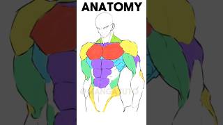 How to Draw Anatomy #shorts #manga #drawing #art #イラスト #アニメ #歌ってみた