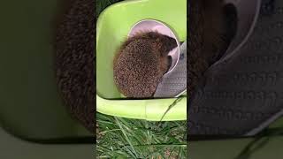 Hedgehog loves yoghurt with strawberry flavor