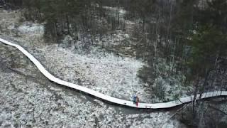 Swamp trail near Sestroretsk