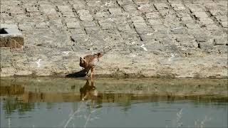 white eyed buzzard