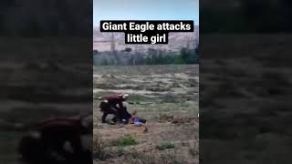 Giant eagle attacks little girl #shorts #eagle