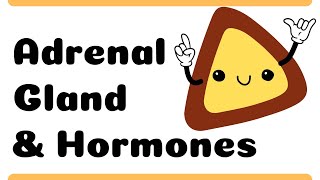 Adrenal Gland & Hormones