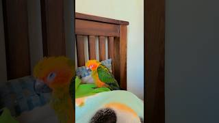 Adorable Baby Sun Conure Falls Asleep On Me🥺😴#sunconure #conure #baby #adorable #sleep #shorts