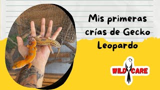 Temporada 2022 de Gecko Leopardo 🦎 |  Nacieron fosfo fosfos 🔥 | Limpieza + Geckitos ✨