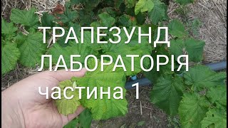 ТРАПЕЗУНД ЛАБОРАТОРІЇ БУТИ!!! Огляд саджанців на прохання Колесникова Олександра.