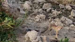 Red fox - ڕێوی سور - ثعلب الاحمر